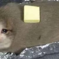 JustLeakingSomeStuff