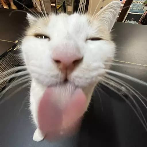 new meepcity script with fixed stuff