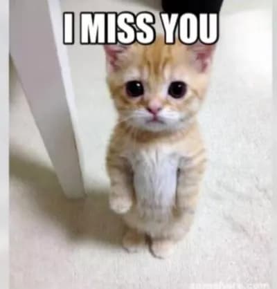 Maple-hub(imperfect)