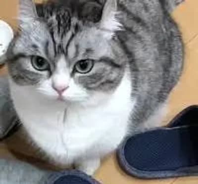  Aimbot Arena 🎯 [UPD☢️]