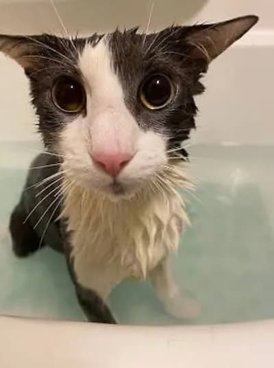 Discord Webhook Module