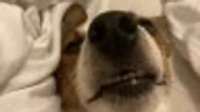 Build Defense🛡️