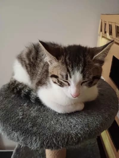 Fully customizable no GUI Audio player