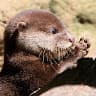 Otter