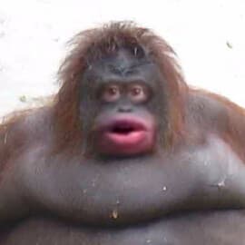 nice menu with basic fetures and can execute scripts